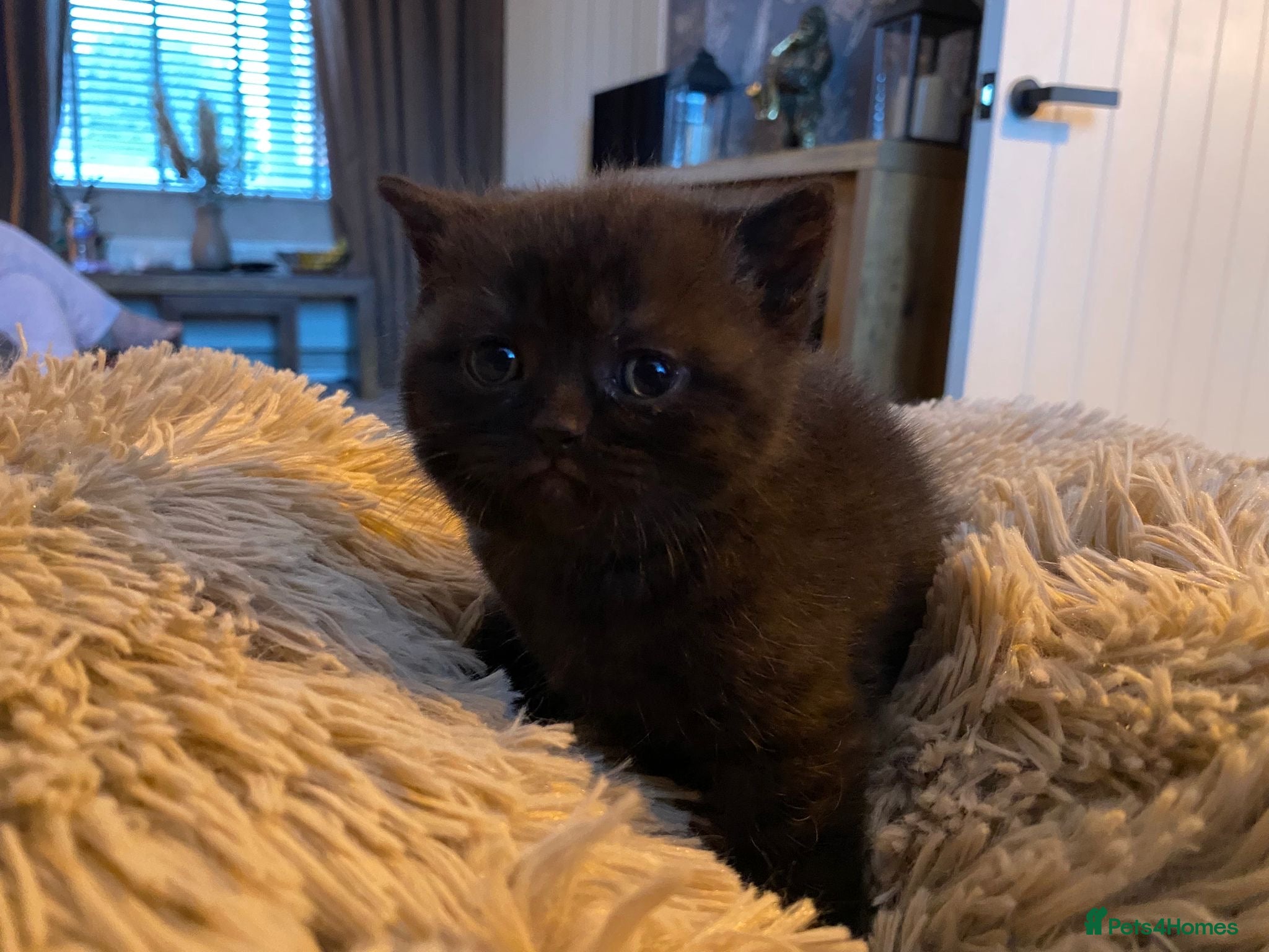 British Shorthair cats Black/smoke boy Cinnamon carrier - Advert 3