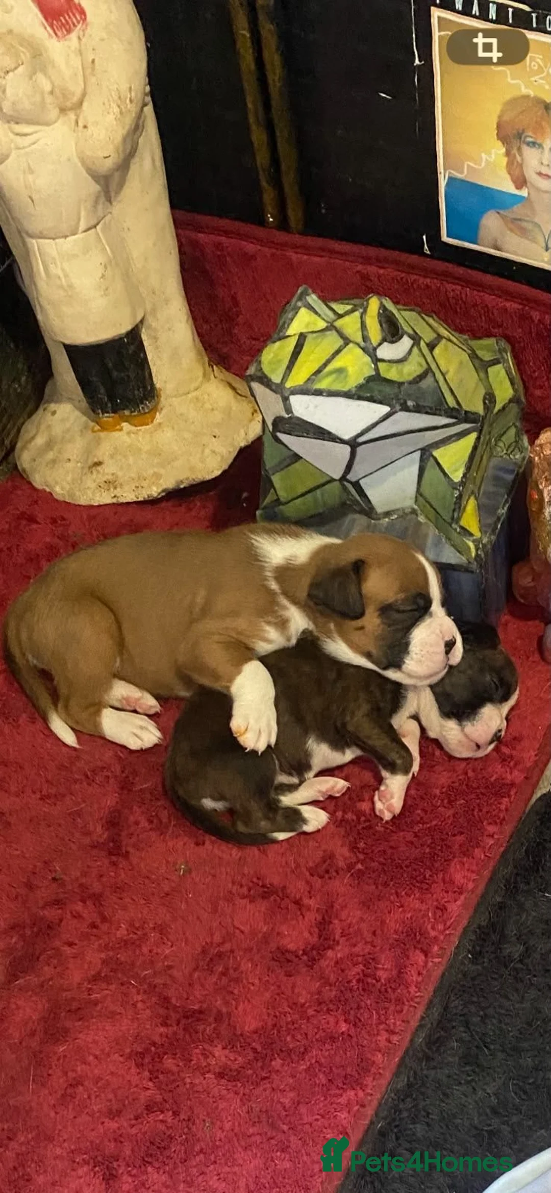 Boxer dogs for sale: 5 Boxer Puppies for Sale - Advert 2