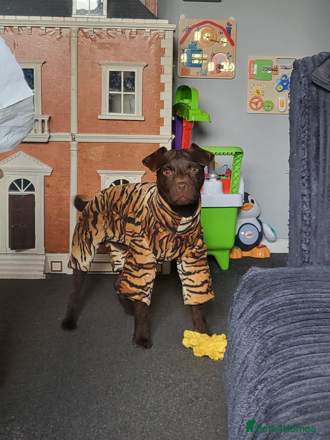 Patterdale Terrier dogs for sale: Mojo- Chocolate Patterdale  - Advert 5