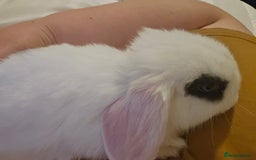 Mini Lop rabbits for sale: Gorgeous Mini lop baby girl ready now  - Image 5