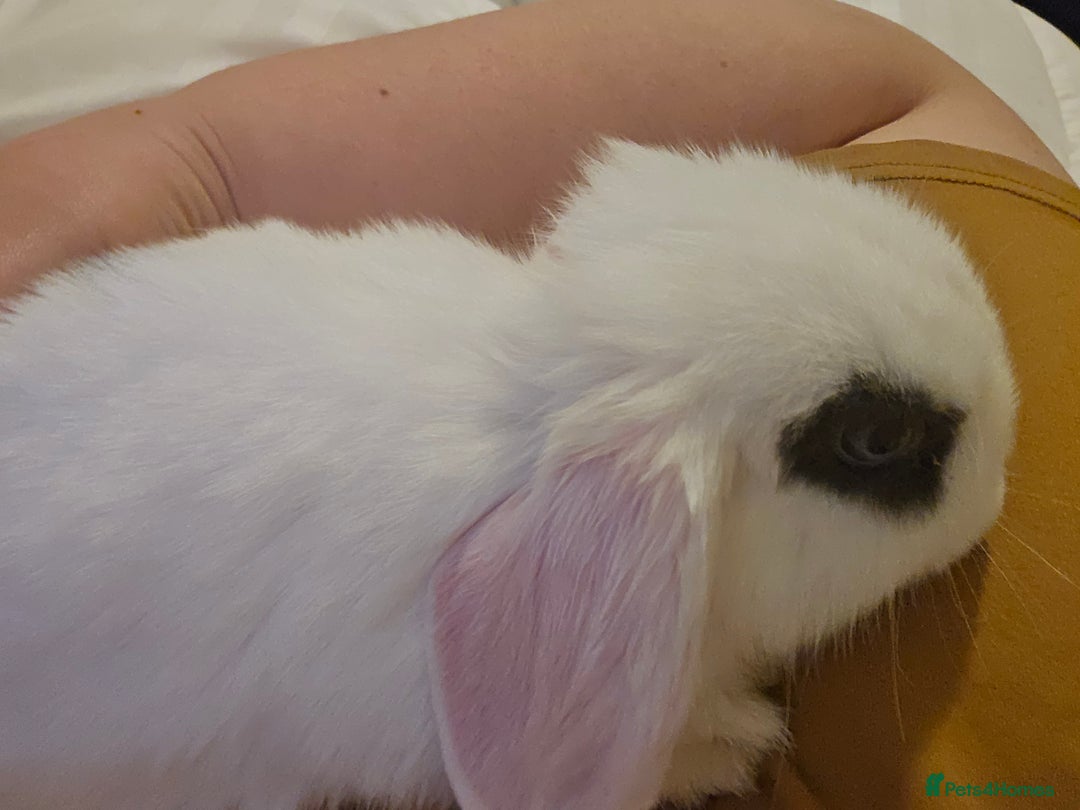 Mini Lop rabbits for sale: Gorgeous Mini lop baby girl ready now  - Image 5