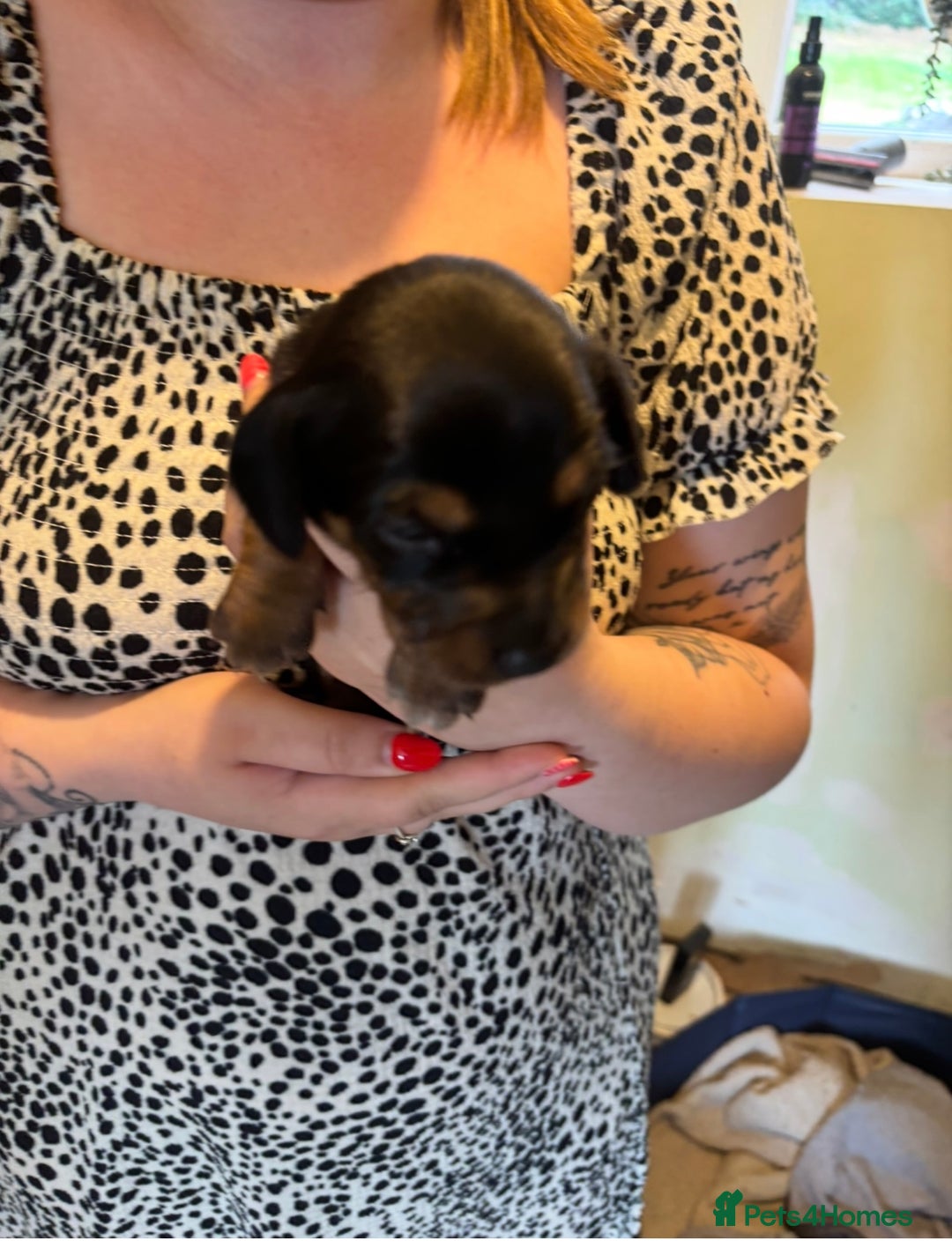 Mixed Breed dogs for sale: Dorkie Puppies  - Image 4