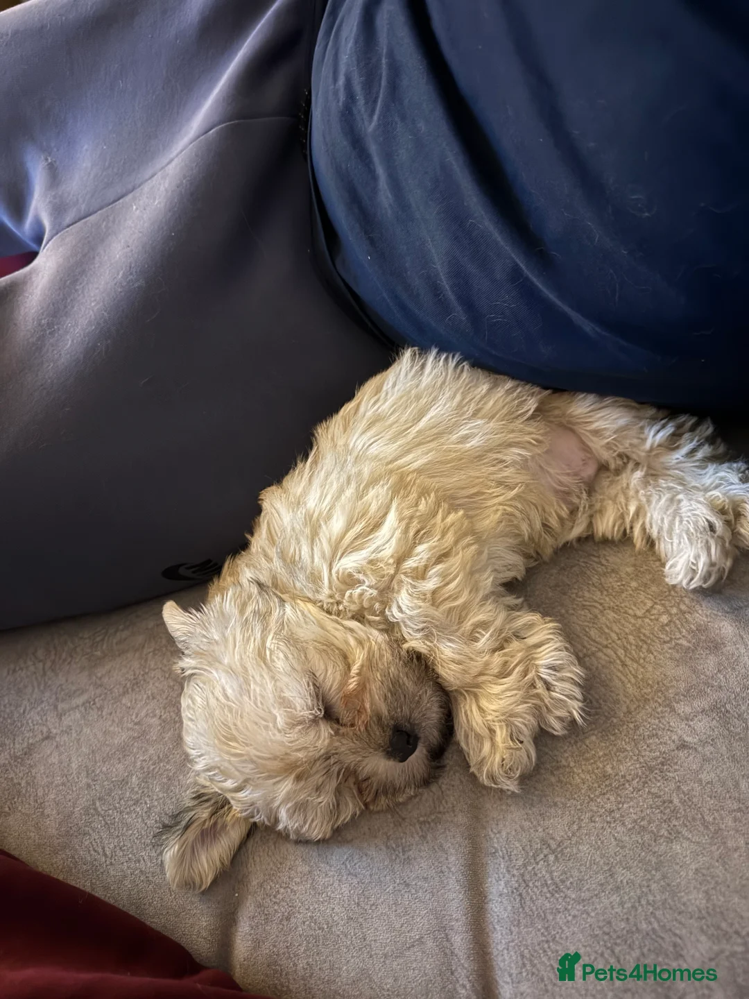 Lhasa Apso dogs for sale: READY NOW 2 beautiful lhatese boy pups  - Advert 12