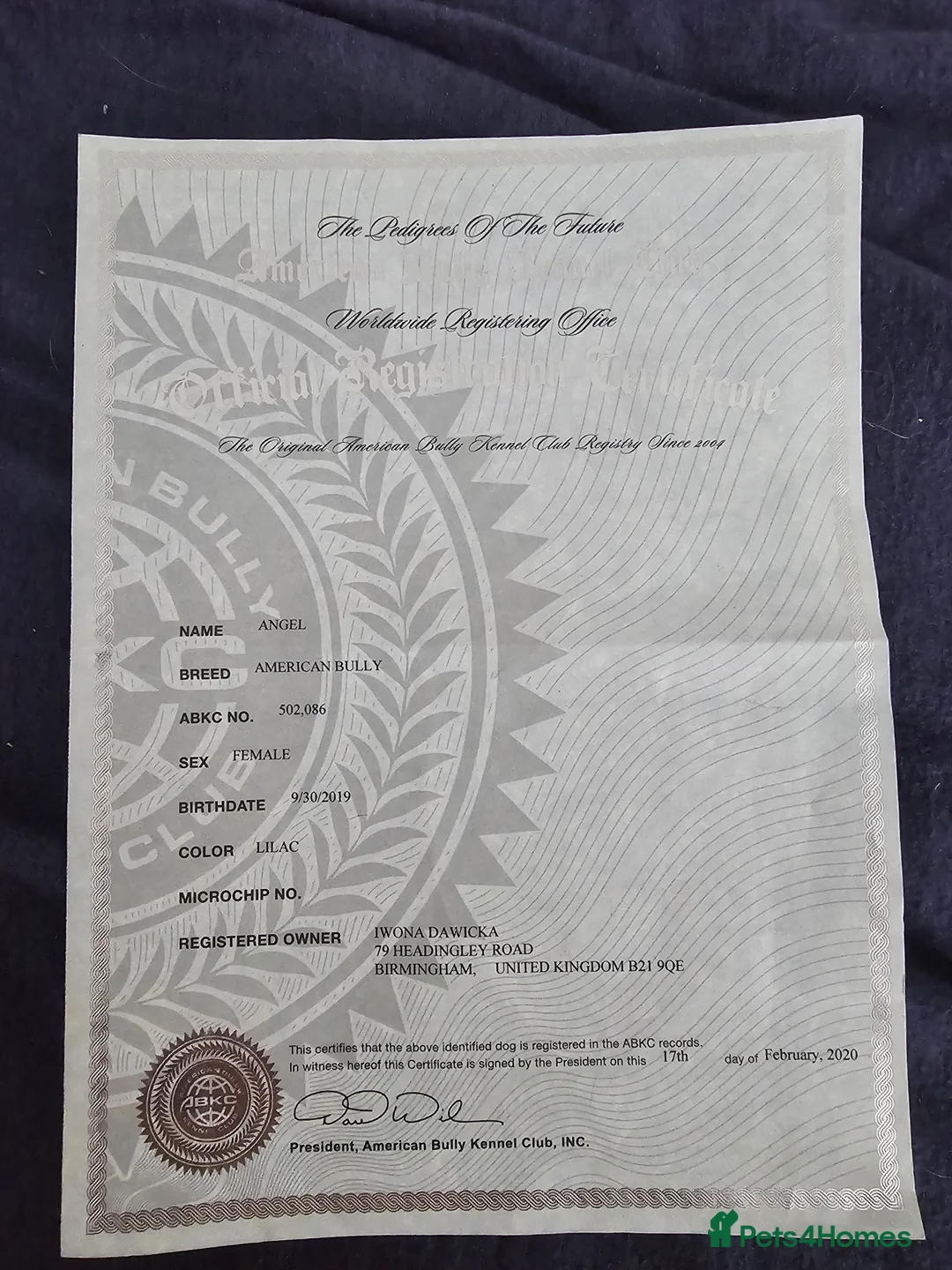 American Bully dogs for sale: AMERICAN BULLY - Advert 14