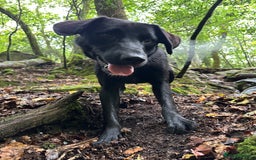 Borador dogs for sale: Bruno  - Image 7