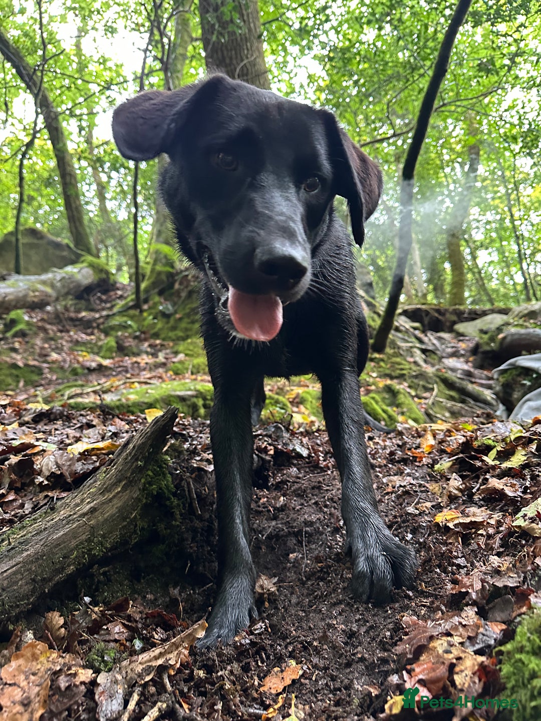 Borador dogs for sale: Bruno  - Image 7