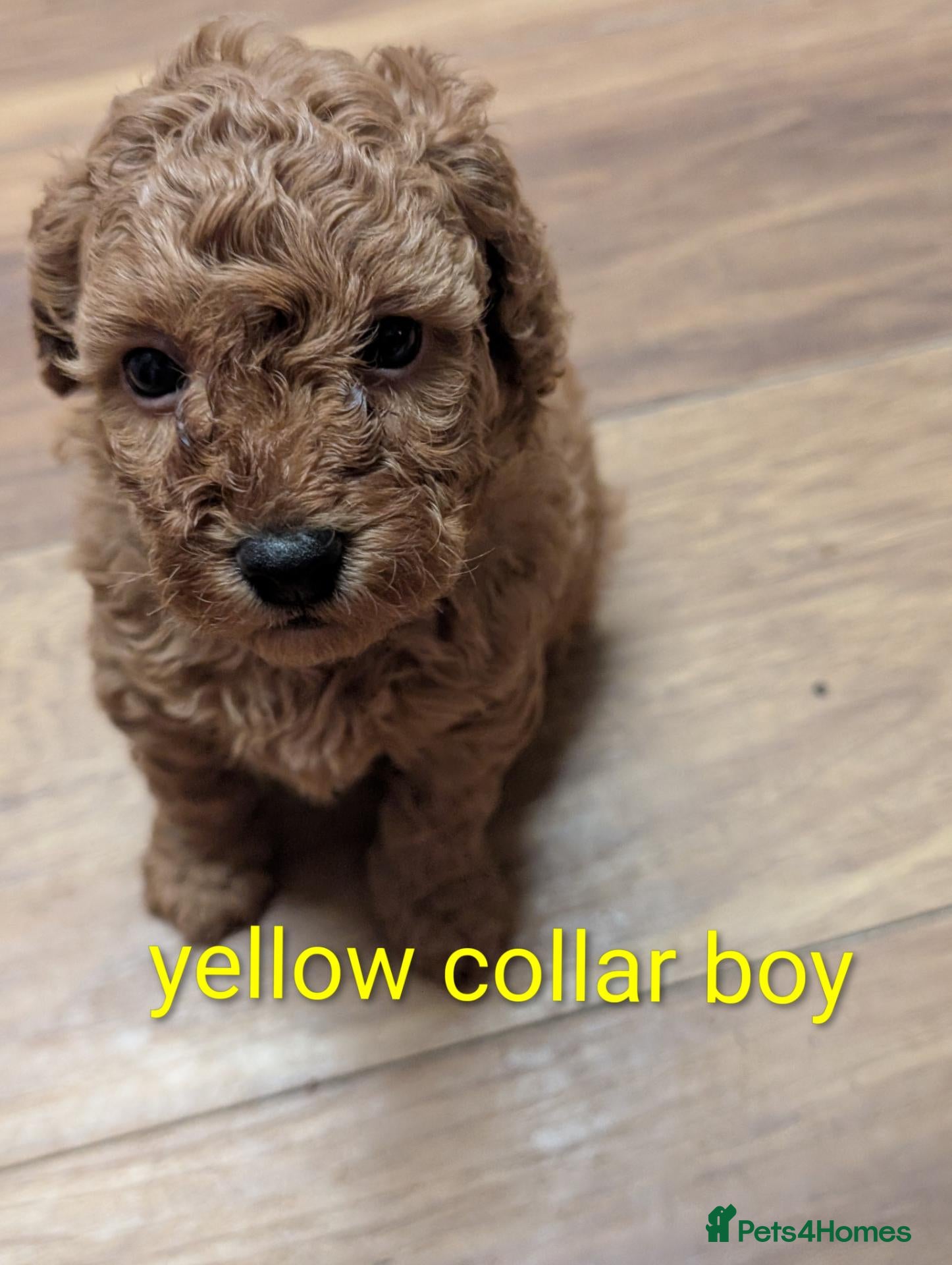 Miniature Poodle dogs Miniature KC poodles  - Advert 5