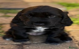 Cockerdor dogs for sale: Cockerdor puppies ready 10th October.  - Image 11