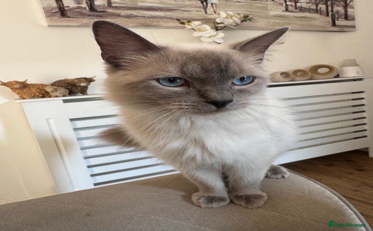 Ragdoll cats - Advert 10