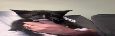 Mixed Breed Kitten 3