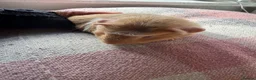 Guinea Pig rodents for sale: Sow piggies teddy x and sheltie x - Advert 7