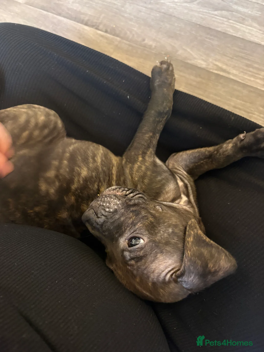 Staffordshire Bull Terrier dogs for sale: Male Tiger Print Staffy - Advert 2