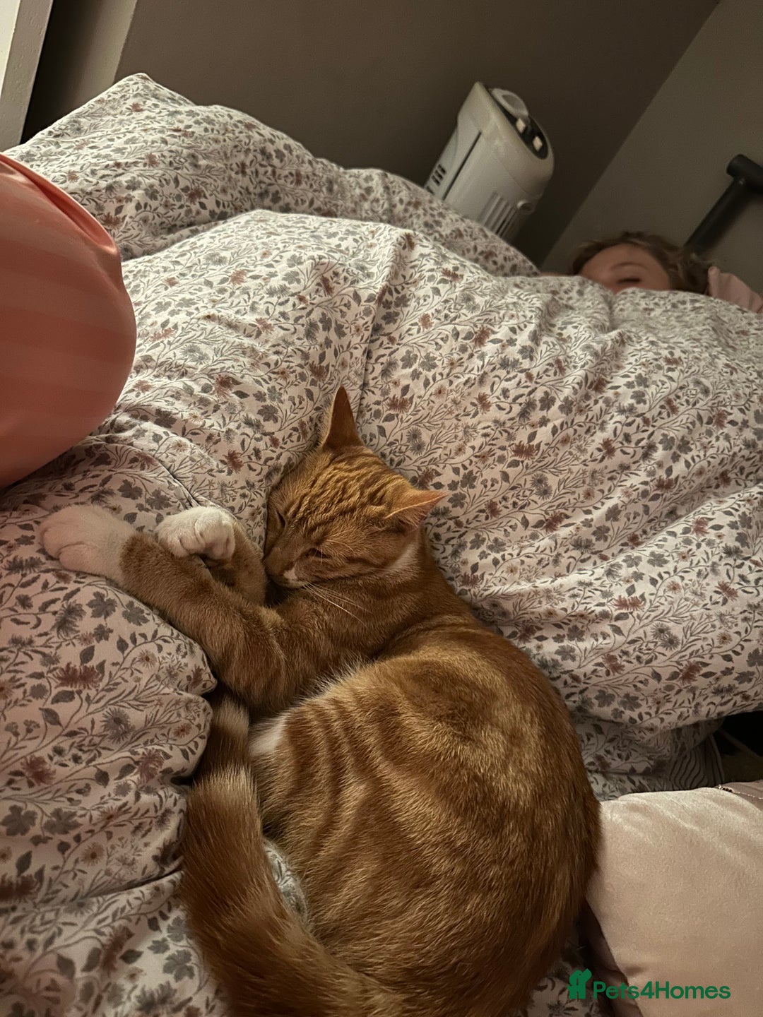 British Shorthair cats for sale: 2 male cats  - Advert 3