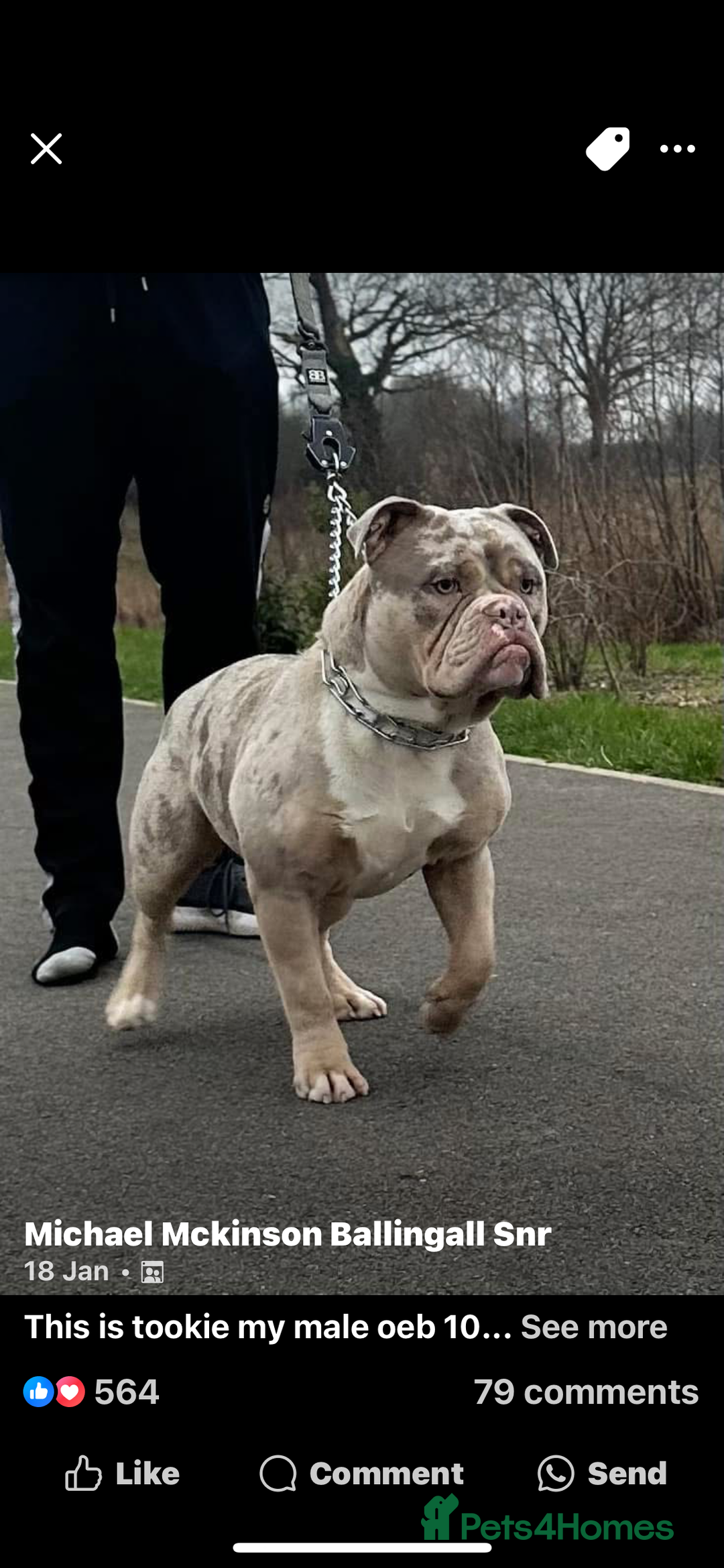 Olde English Bulldogge dogs for sale: (Reduced) Olde English Bulldogges puppies  - Advert 13