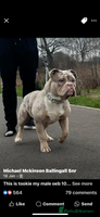 Olde English Bulldogge dogs Olde English Bulldogges puppies - Advert 3