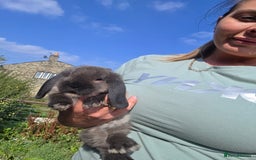 Mini Lop rabbits for sale: Pure bred Mini Lop Bunnies - Image 16