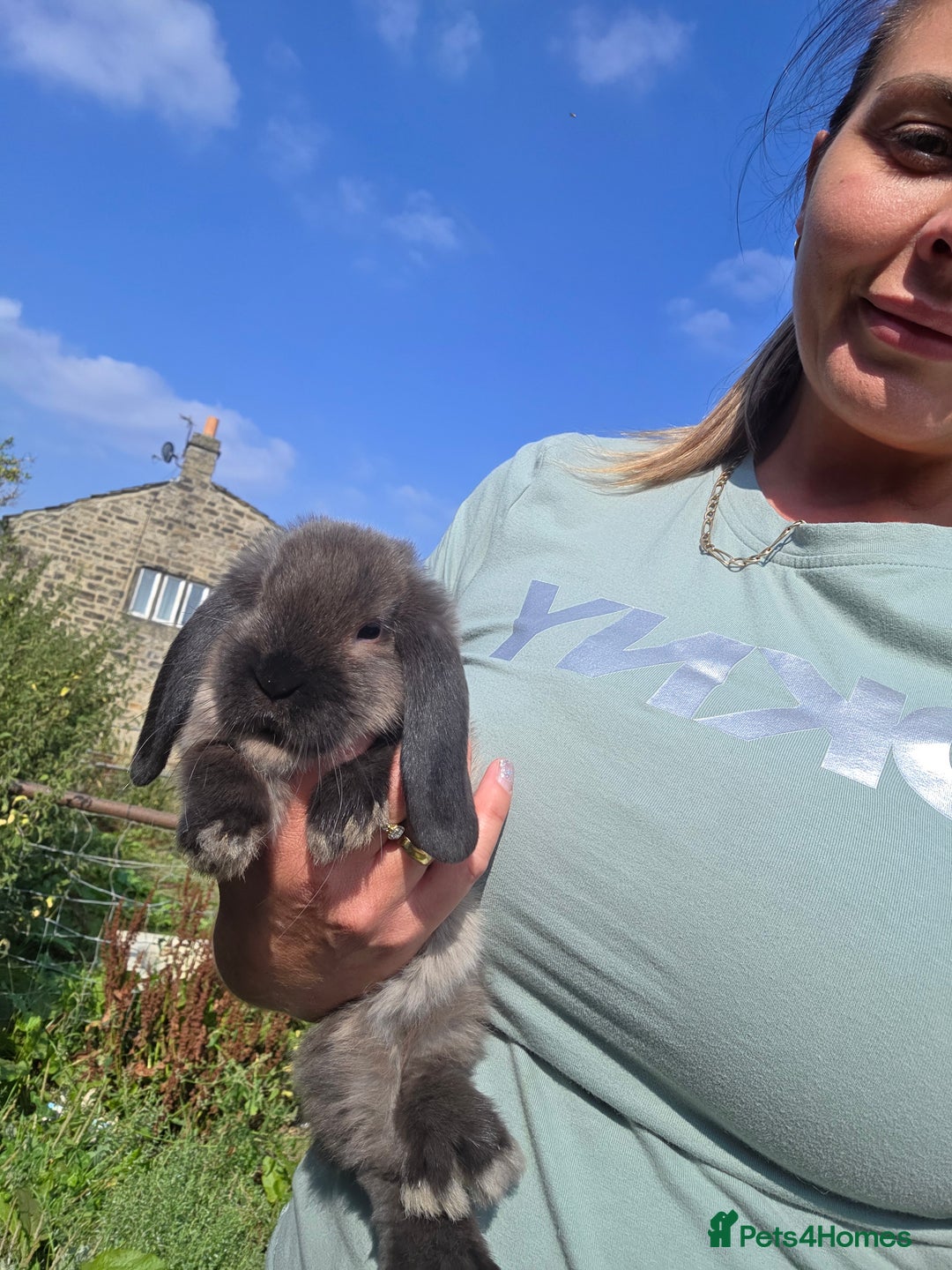 Mini Lop rabbits for sale: Pure bred Mini Lop Bunnies - Image 16