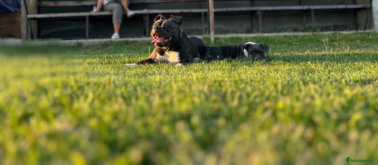 American Bully dogs STANDARD American Bully Blue - Advert 8