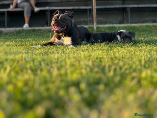 American Bully dogs STANDARD American Bully Blue - Advert 10