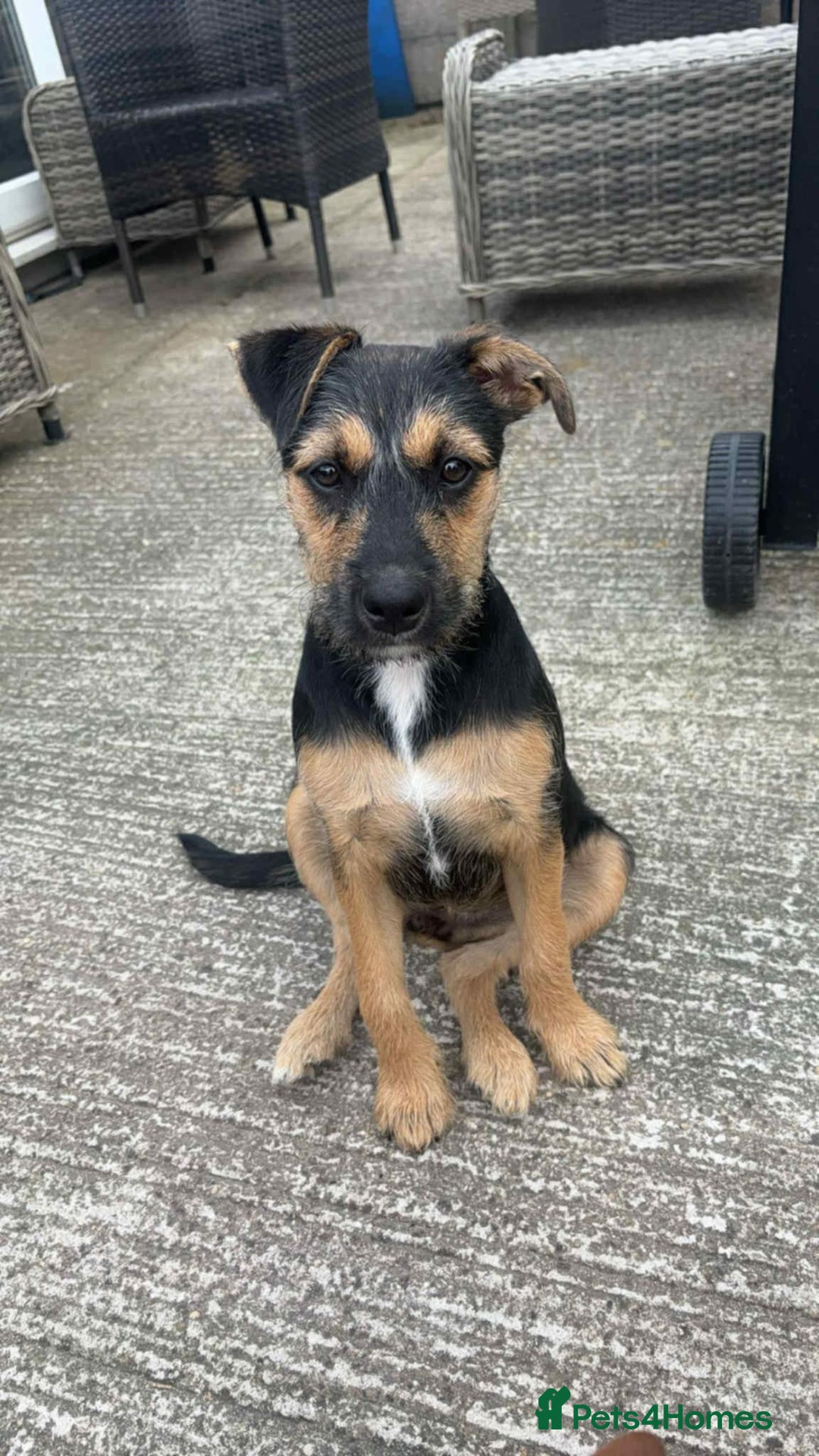 Mixed Breed dogs for sale: Mixed terrier  - Image 4