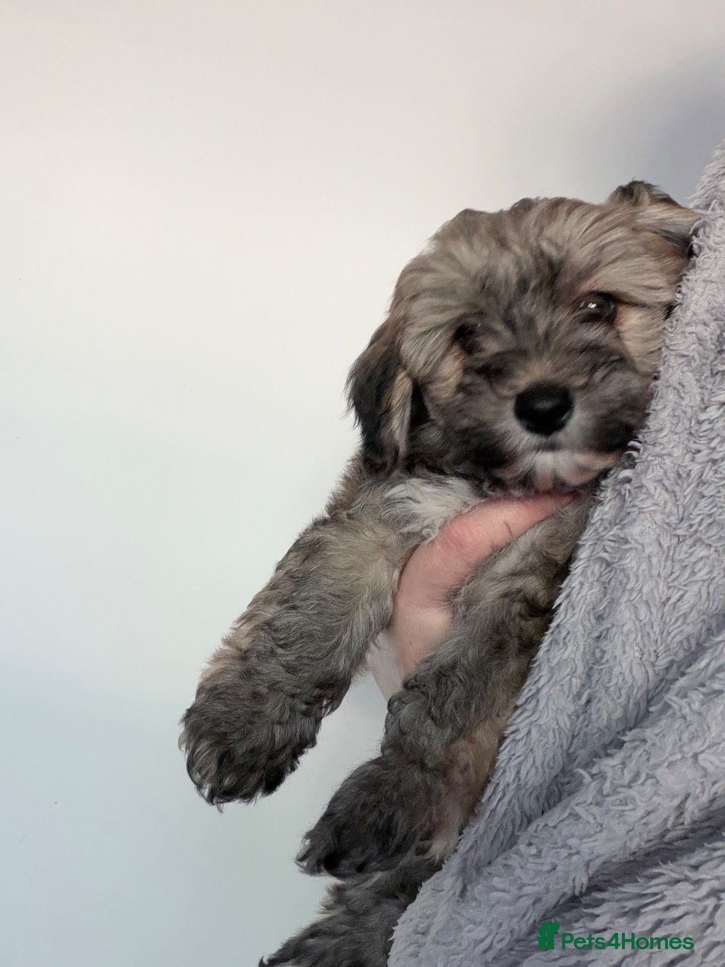 Mixed Breed dogs Havanese x Poochon mix pups - Advert 7