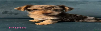 Yorkshire Terrier 7