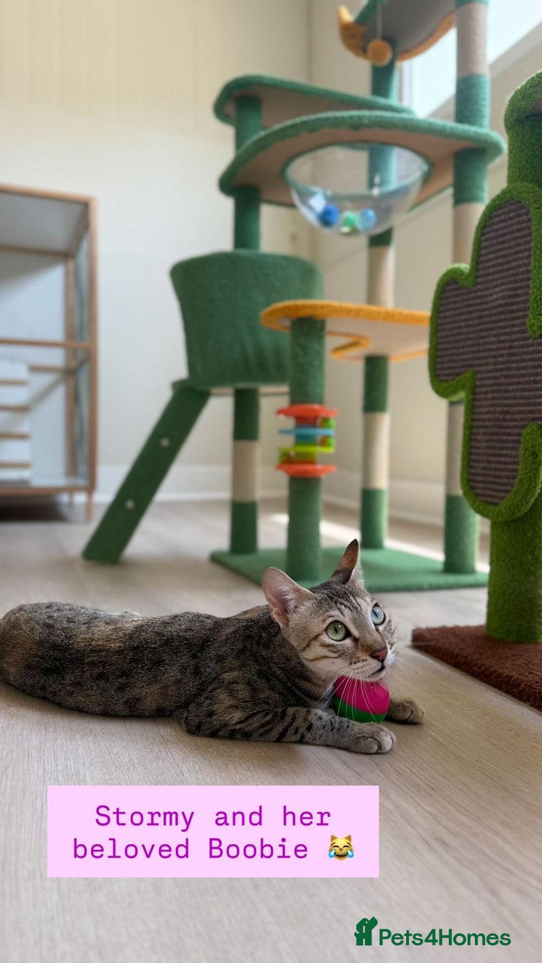 Mixed Breed cats for adoption: STORM - AFFECTIONATE LAPCAT - HAPPY SINGLE CAT  - Image 3