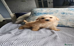 Mixed Breed dogs for sale: Last girl left  - Image 1