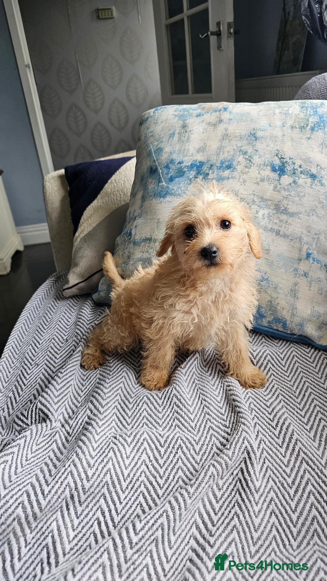 Mixed Breed dogs for sale: Last girl left  - Image 1