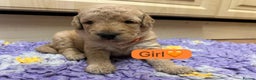 Labradoodle dogs for sale: Gorgeous labradoodle puppies - Advert 21