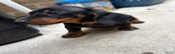 Dachshund dogs for sale: Male Dachshund puppy - Advert 3