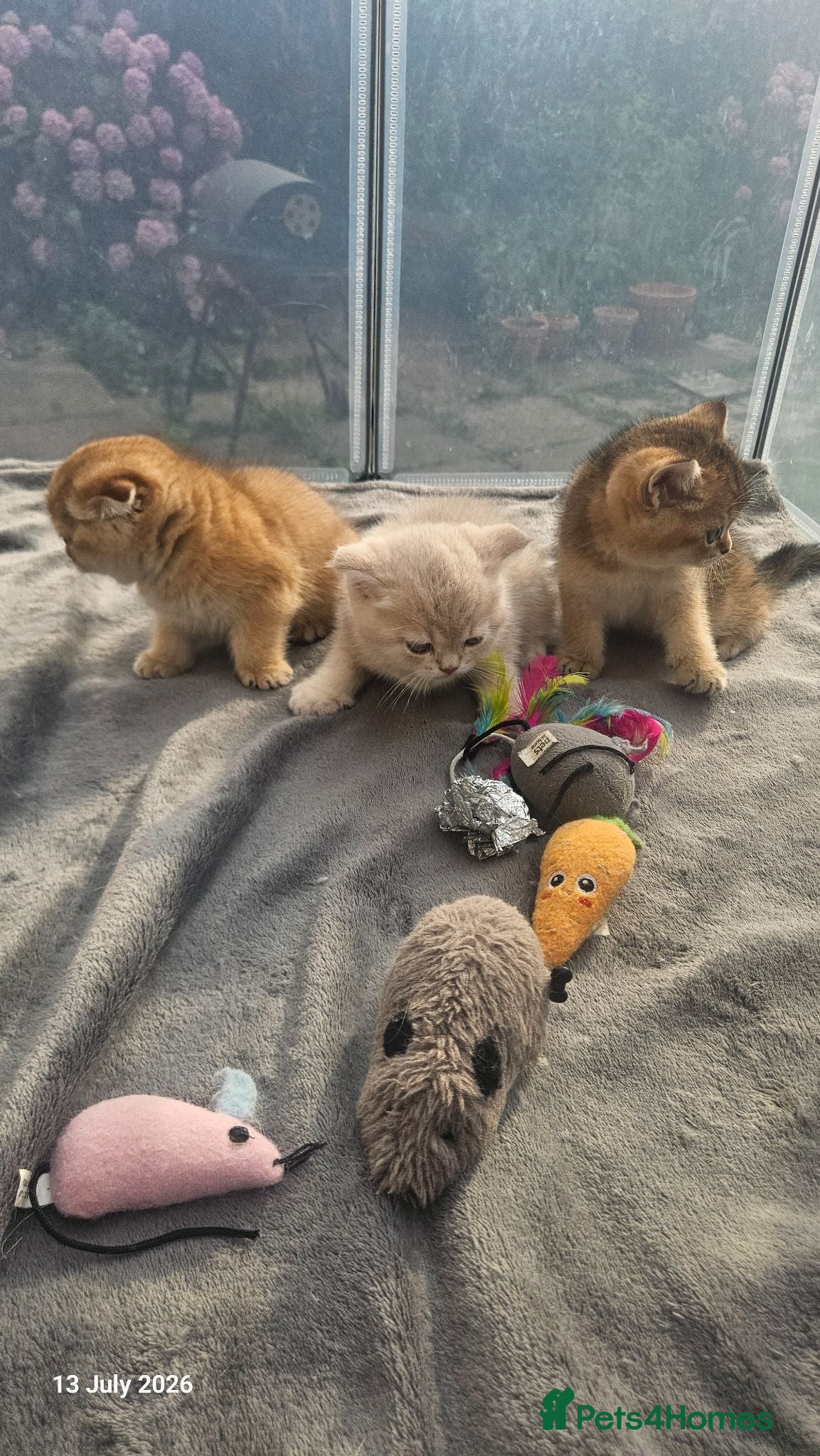 Scottish Fold cats 🐾 Stunning Golden ScottishFold&Straight Kittens🐾 - Advert 2
