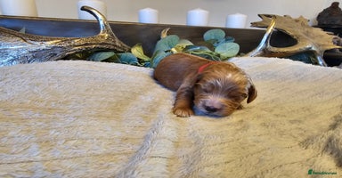 Cockapoo dogs Only 5 Male Cockapoo puppies left - Advert 9