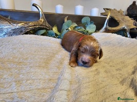 Cockapoo dogs Only 5 Male Cockapoo puppies left - Advert 6
