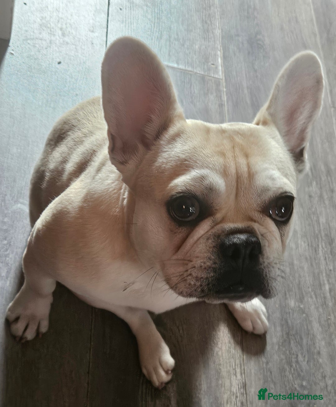Frug dogs for sale: Female Frug (Kiki) - Image 4