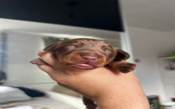 Miniature Dachshund dogs for sale: 4 miniature dachshunds  - Image 4