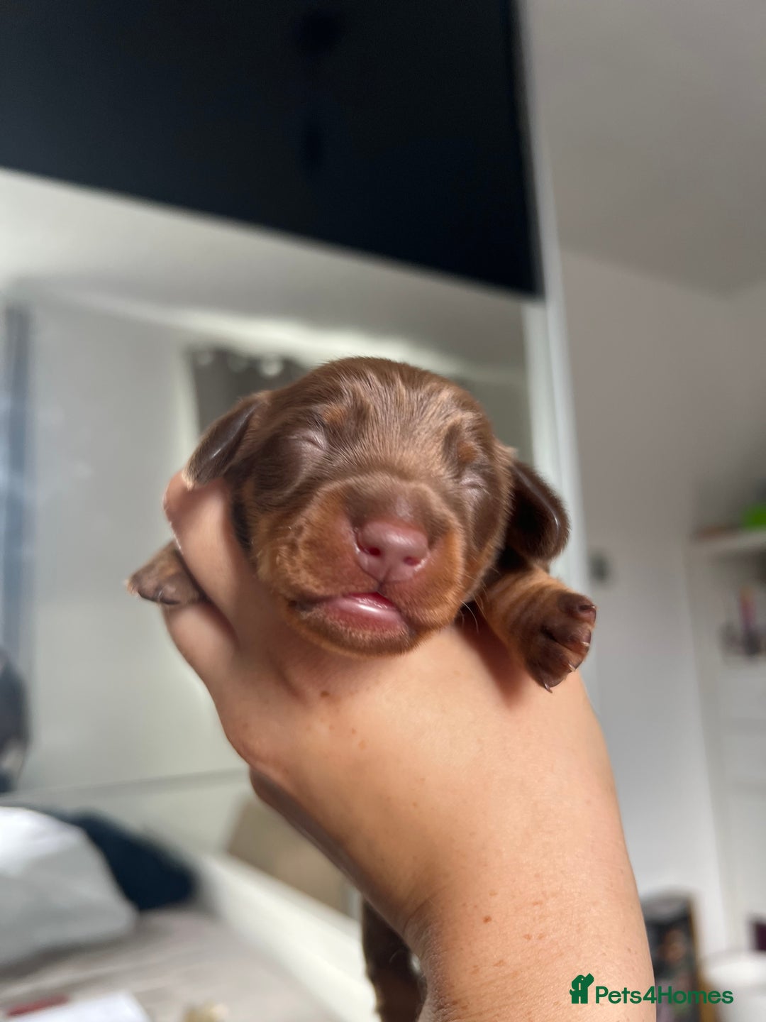 Miniature Dachshund dogs for sale: 4 miniature dachshunds  - Image 4