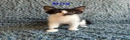 Mixed Breed cats for sale: 12 week old kittens  in Norwich - Advert 4