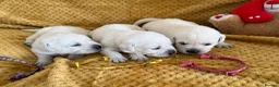 Labrador Retriever dogs for sale: White/Cream Labrador Retriever Puppies available  - Advert 4