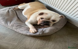 English Bulldog dogs for sale: English Bulldog looking for new home in Leamington Spa - Image 2