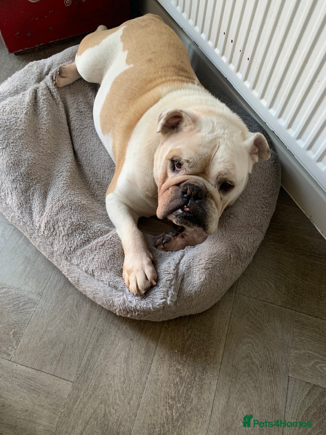 English Bulldog dogs for sale: English Bulldog looking for new home in Leamington Spa - Image 2