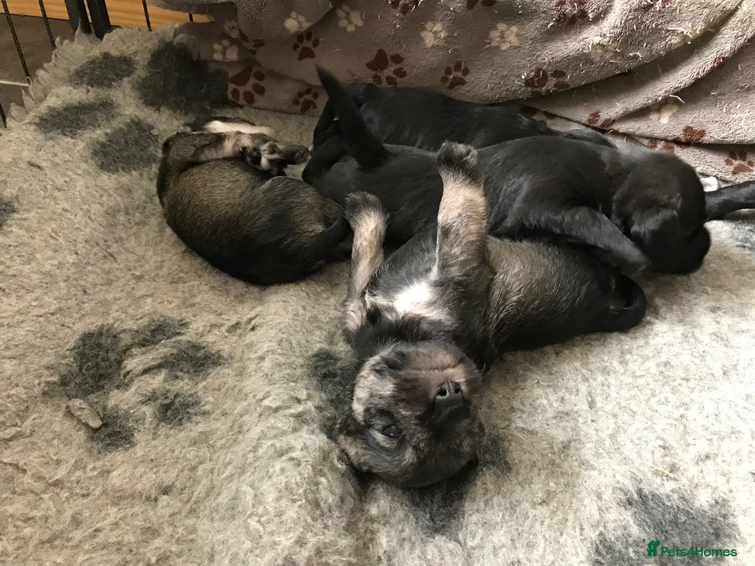 Miniature Schnauzer dogs for sale: 6 adorable Miniature schnauzer puppies  - Image 3