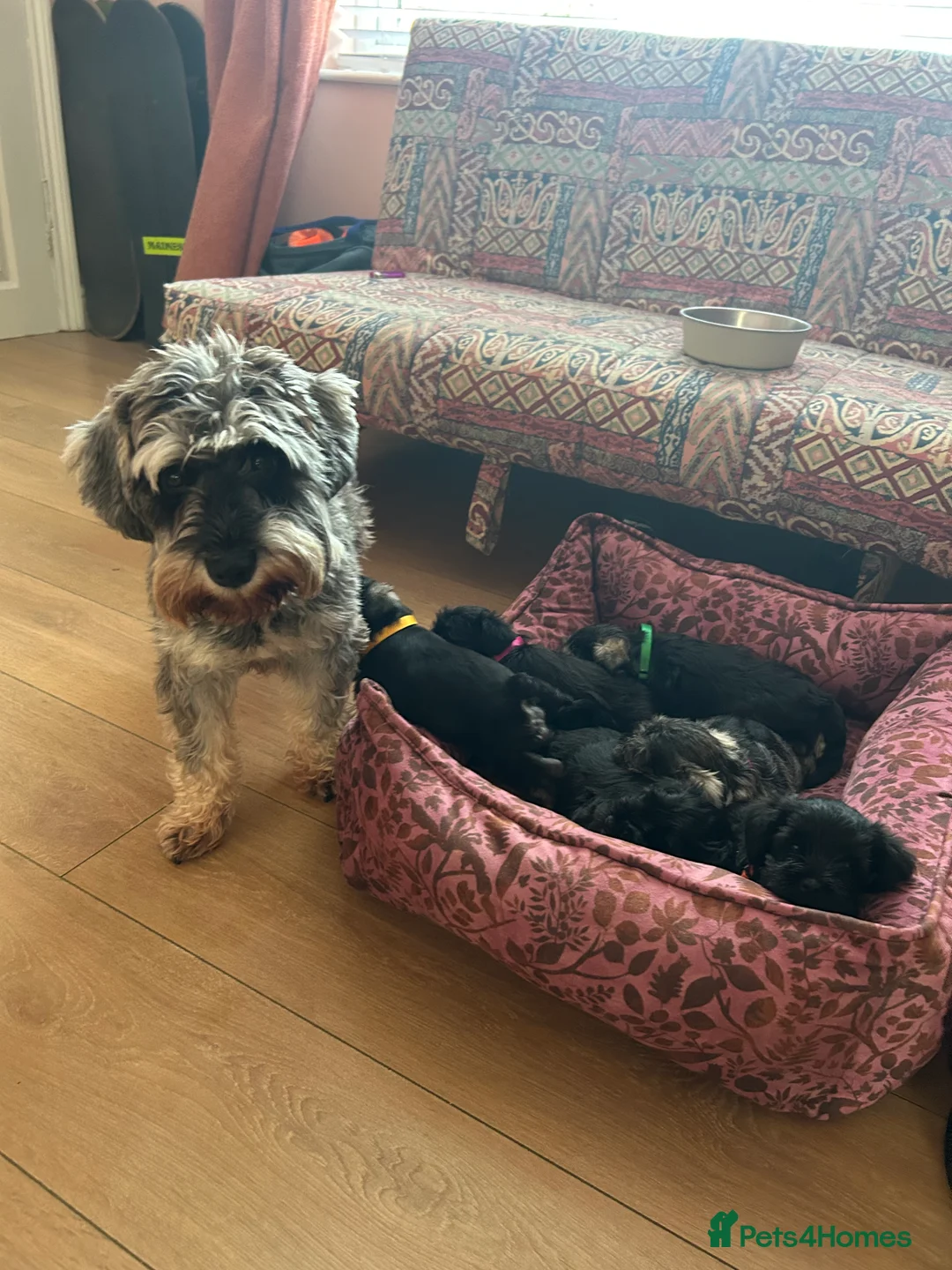 Miniature Schnauzer dogs for sale: Pedigree Miniature Schnauzers in Nottingham - Advert 7
