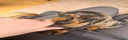Miniature Dachshund dogs for sale: 1 Beautiful Miniature Dachshund Puppy left! 🩷 - Advert 21