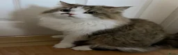 Persian cats for sale: Luxury Doll Faced Persian Kittens  - Advert 15