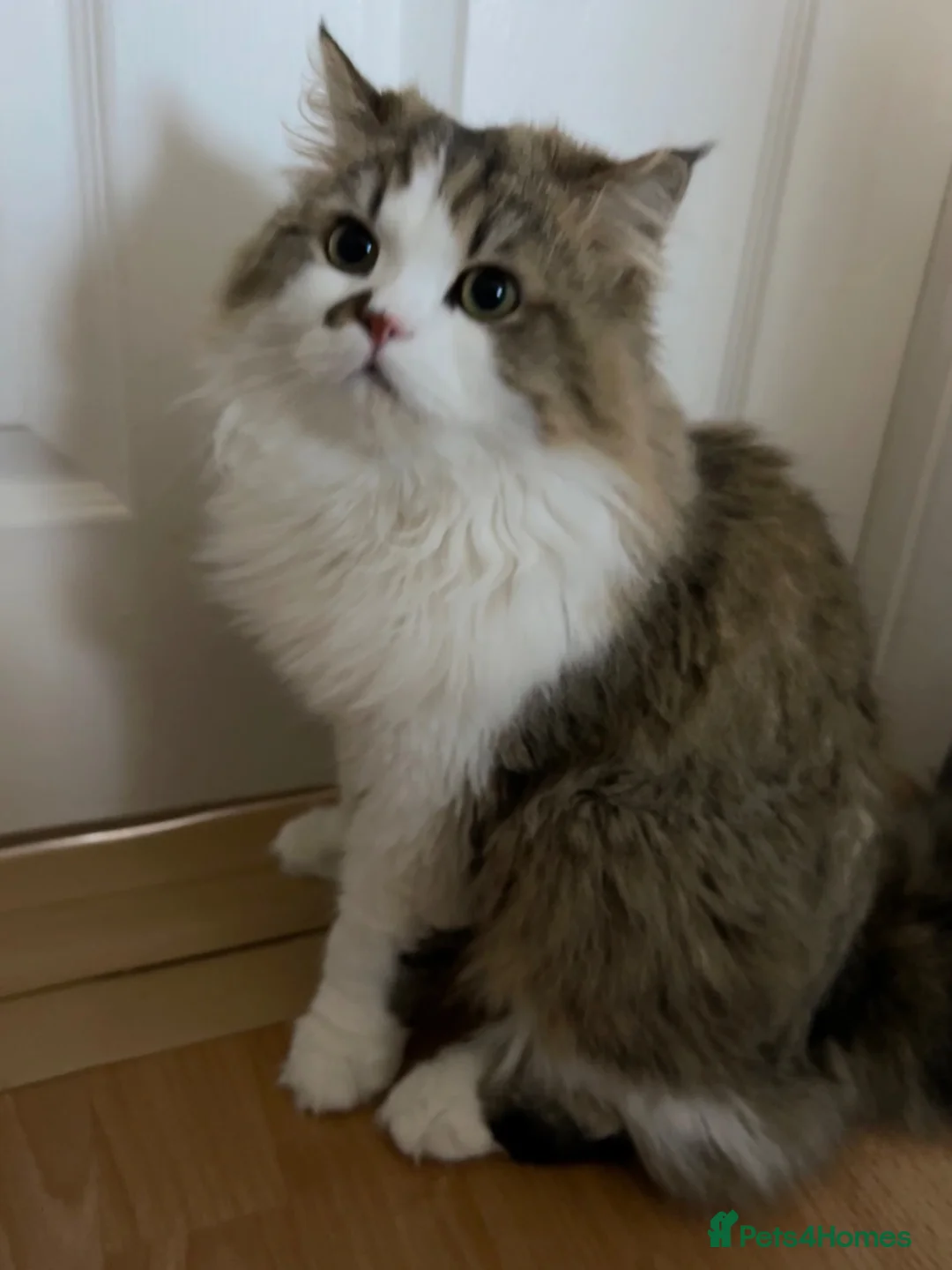 Persian cats for sale: Luxury Doll Faced Persian Kittens  - Advert 15