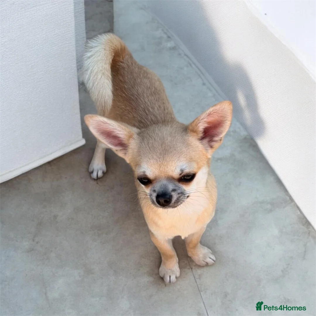 Chihuahua dogs for sale: Beautiful Smooth Coat Boy in Washington - Advert 3