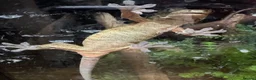Gecko reptiles for sale: Chahoua Mossy Gecko - Advert 4