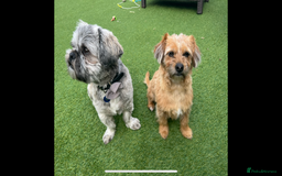 Shih Tzu dogs for sale: 2 dogs for rehoming  - Image 1