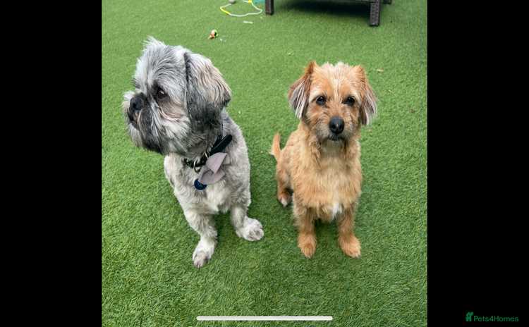 Shih Tzu dogs - Advert 9